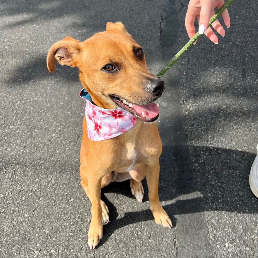 Coral Hibiscus Pet Bandana