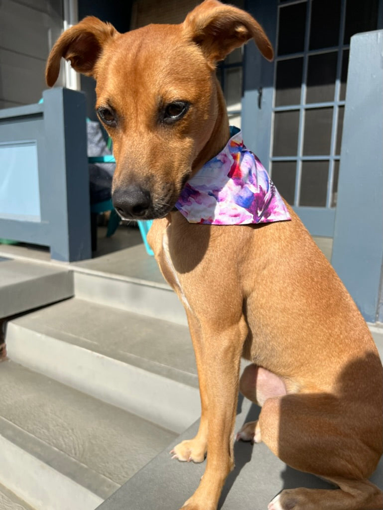 Purple Hibiscus Pet Bandana