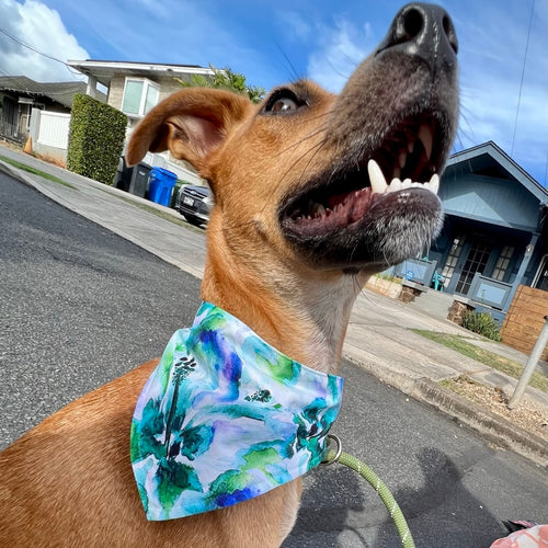 Blue and Green Hibiscus Pet Bandana