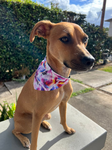 Purple Hibiscus Pet Bandana