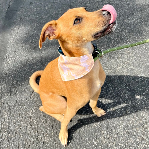 Pink Sandy Hibiscus Pet Bandana