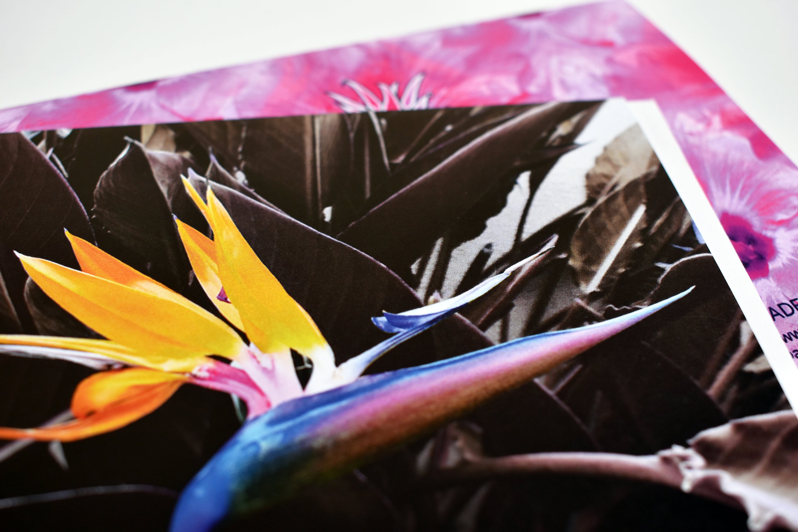 Purple Bird of Paradise Greeting Card